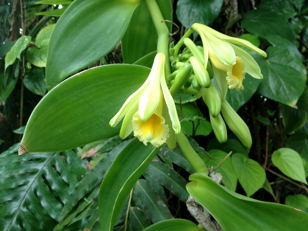 Vanilla flower