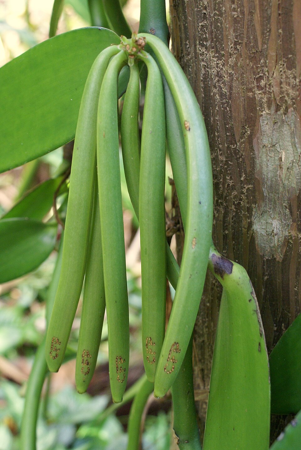 Vanilla flower