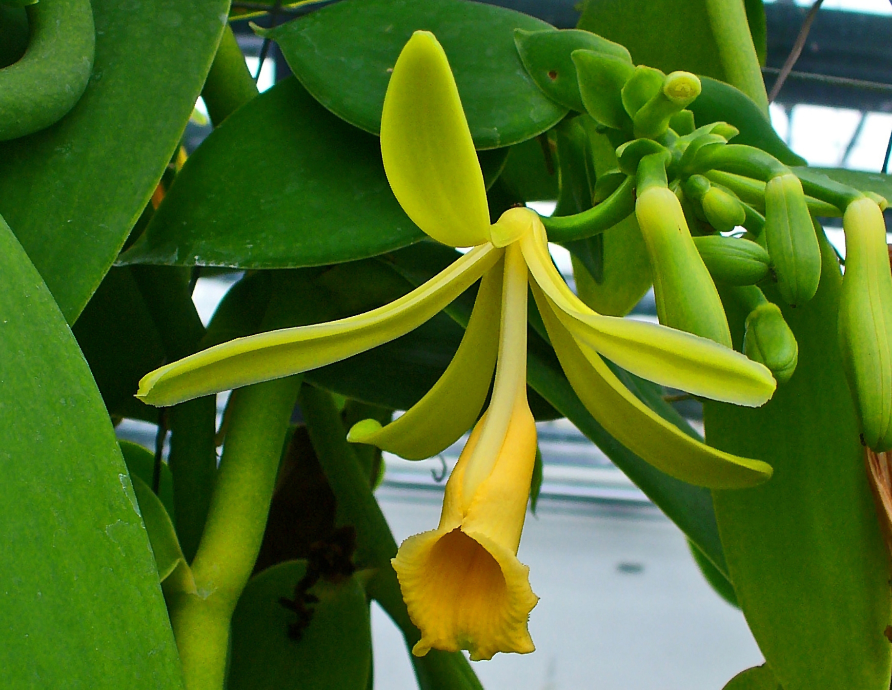 Vanilla flower