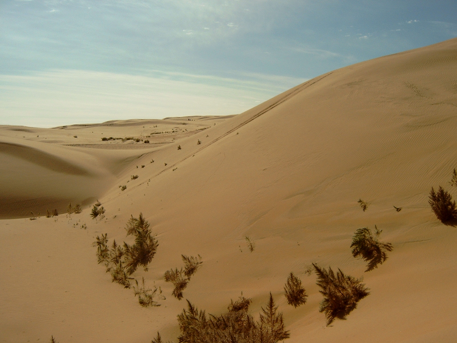 Gobi