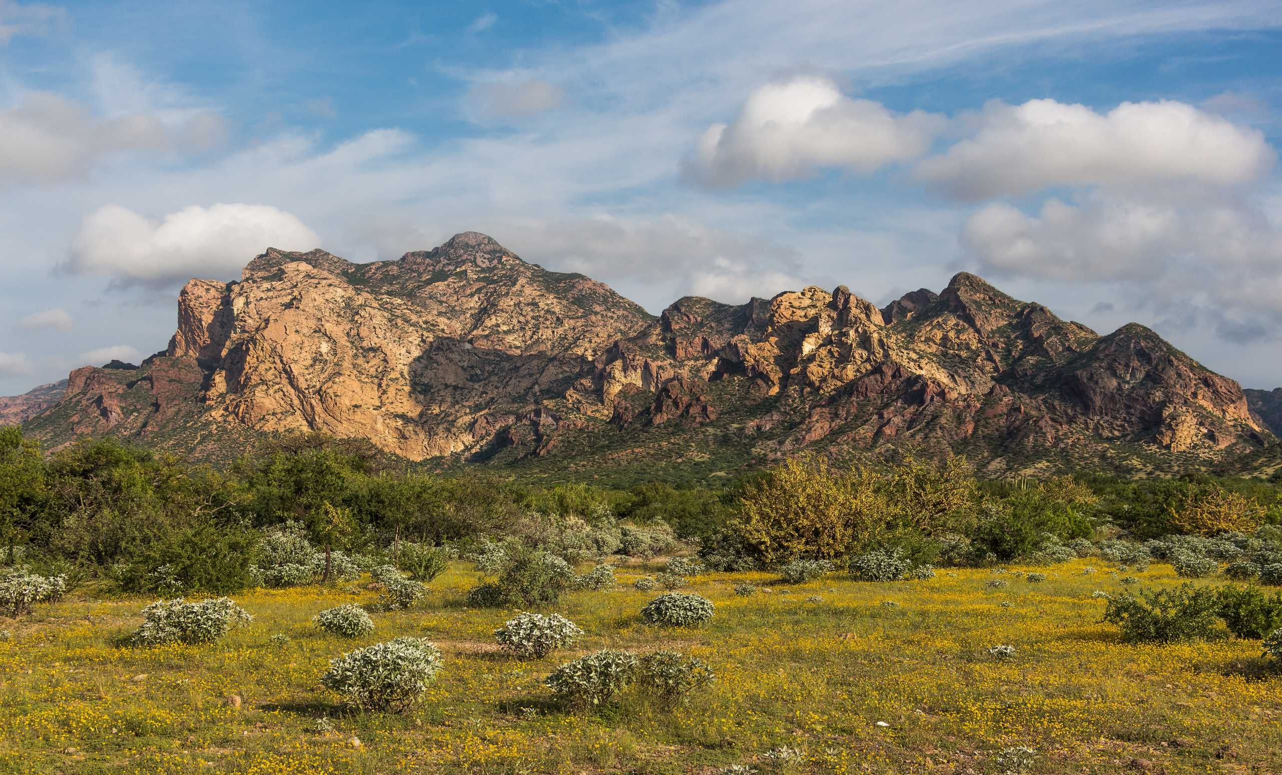 Sonoran