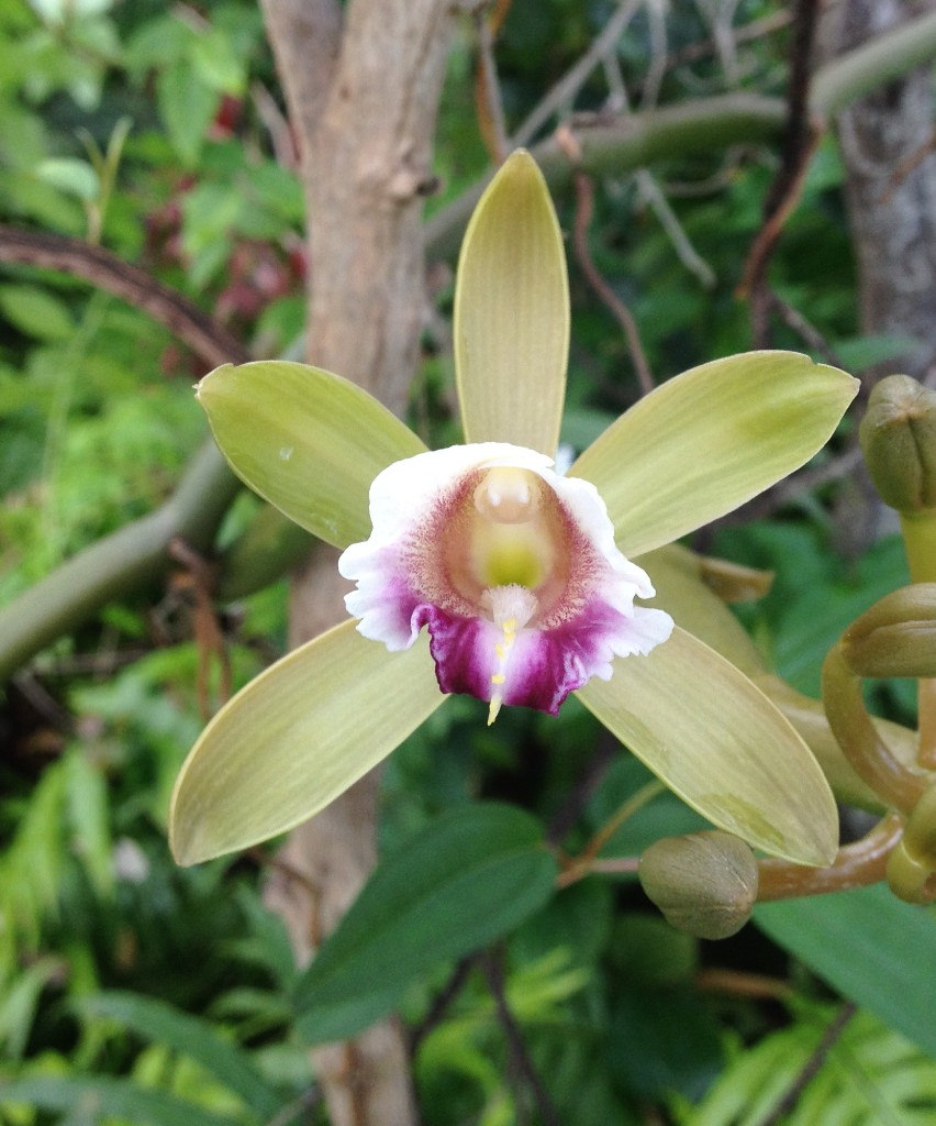 Vanilla flower