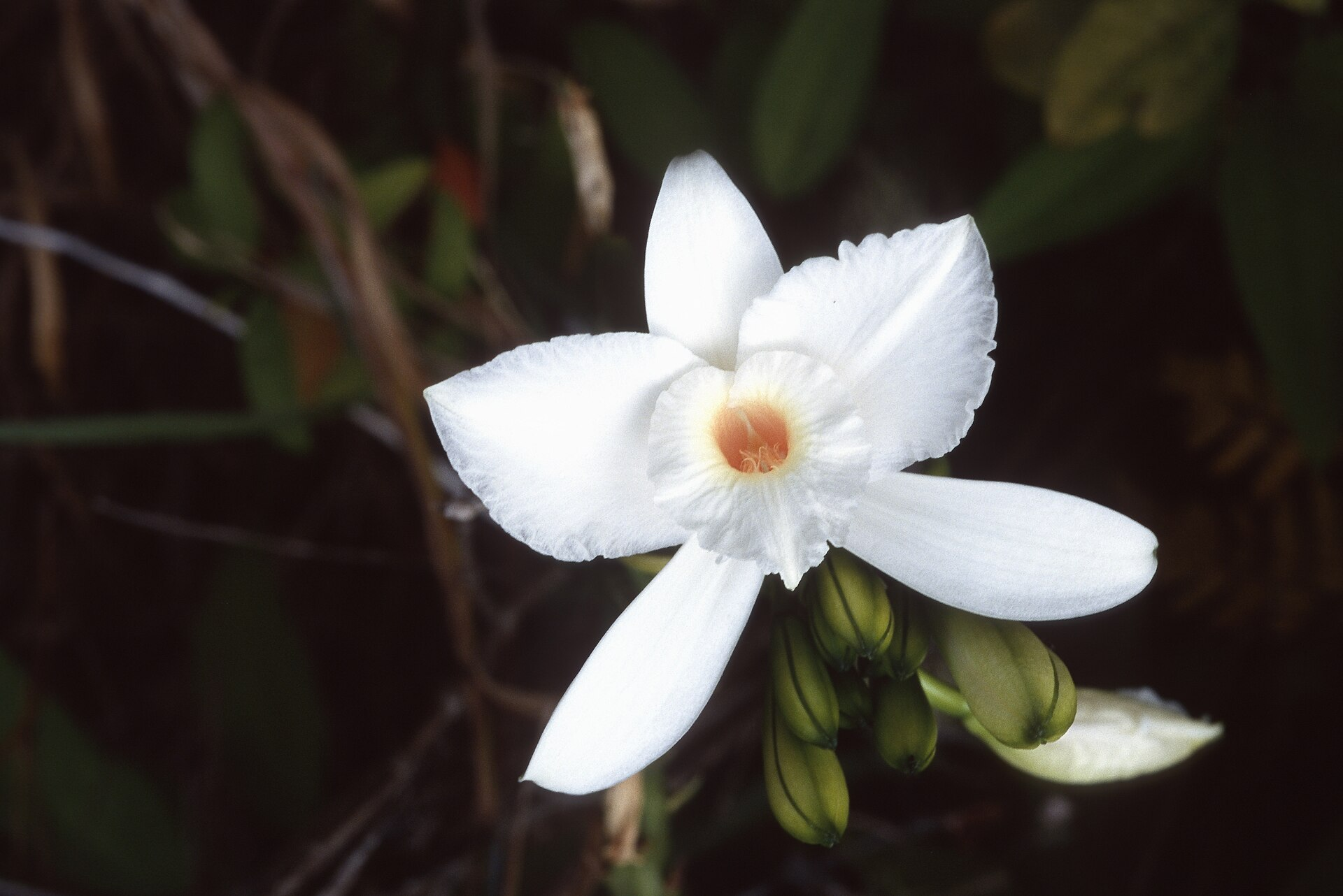 Vanilla flower