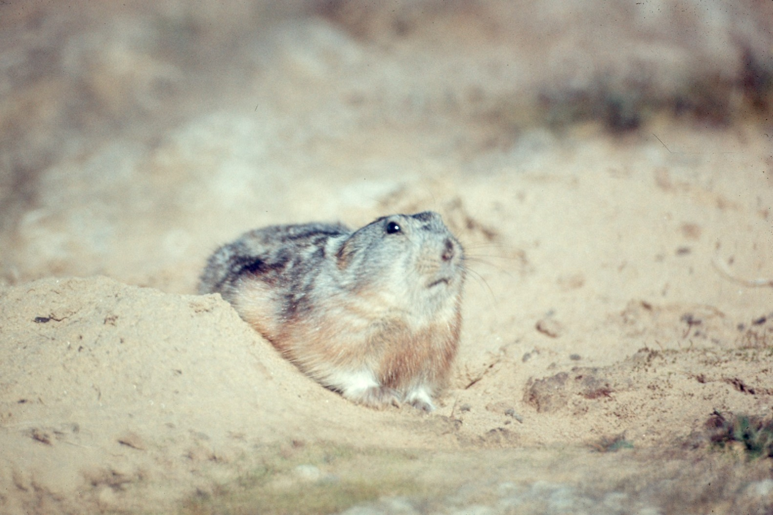 Lemming