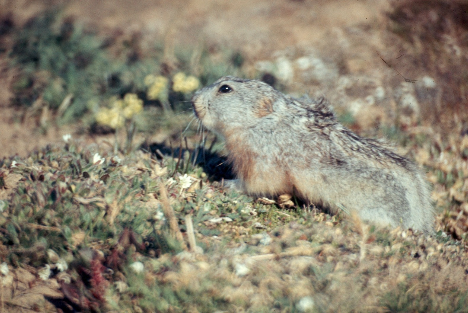 Lemming