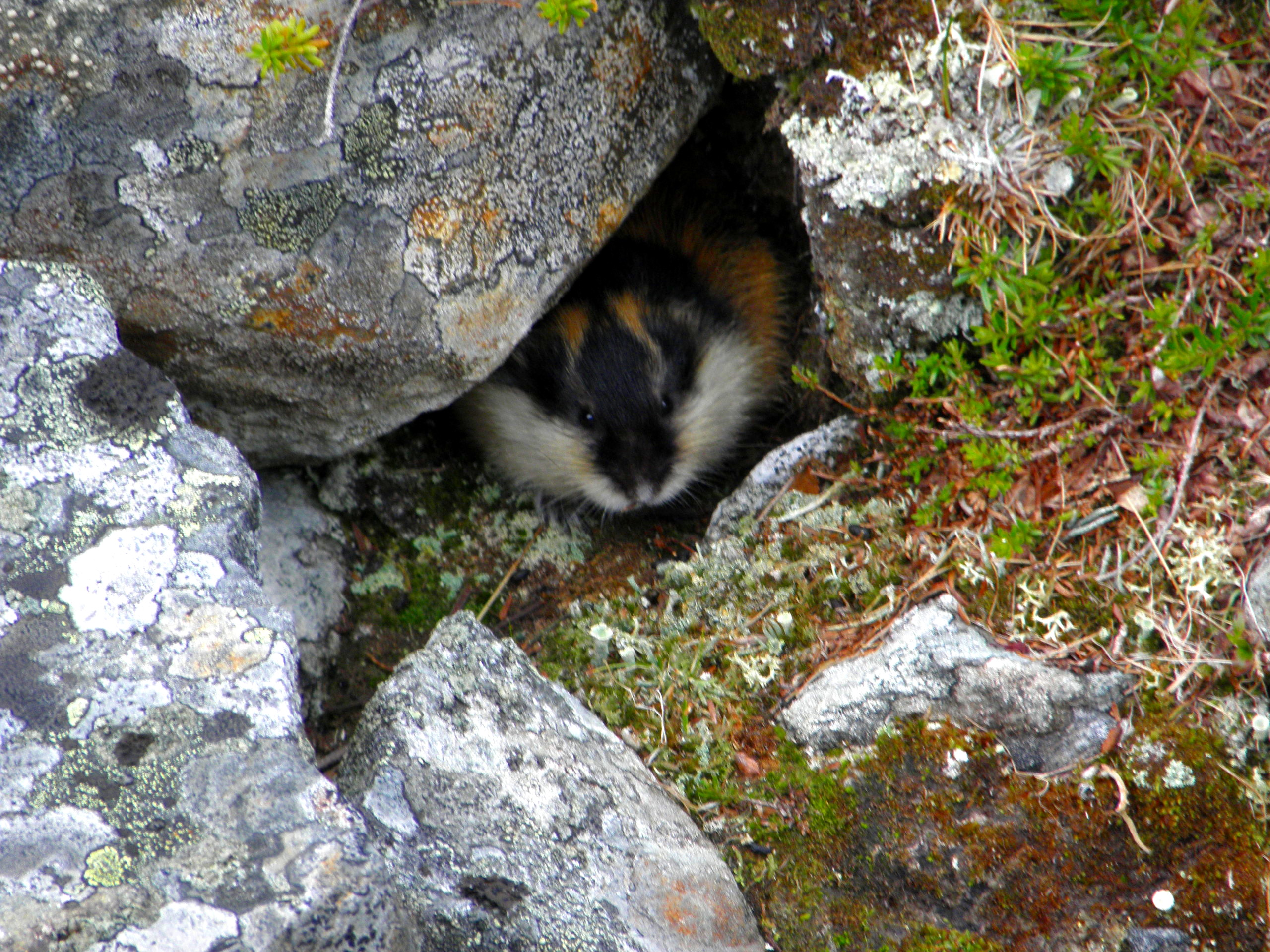Lemming