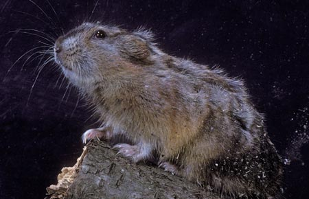 Lemming