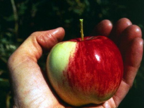 Apple