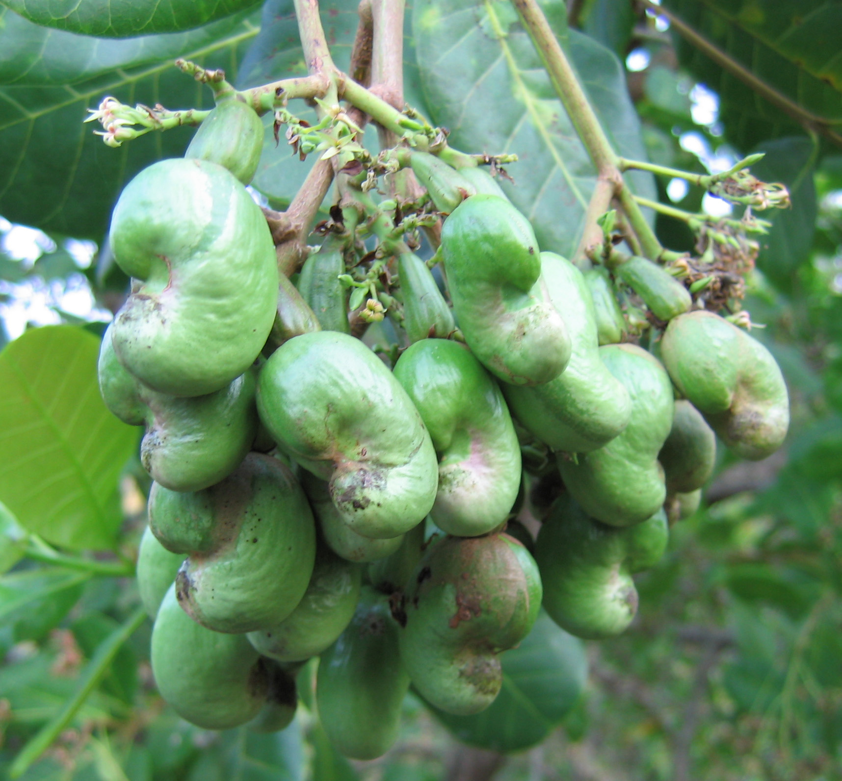 Cashew