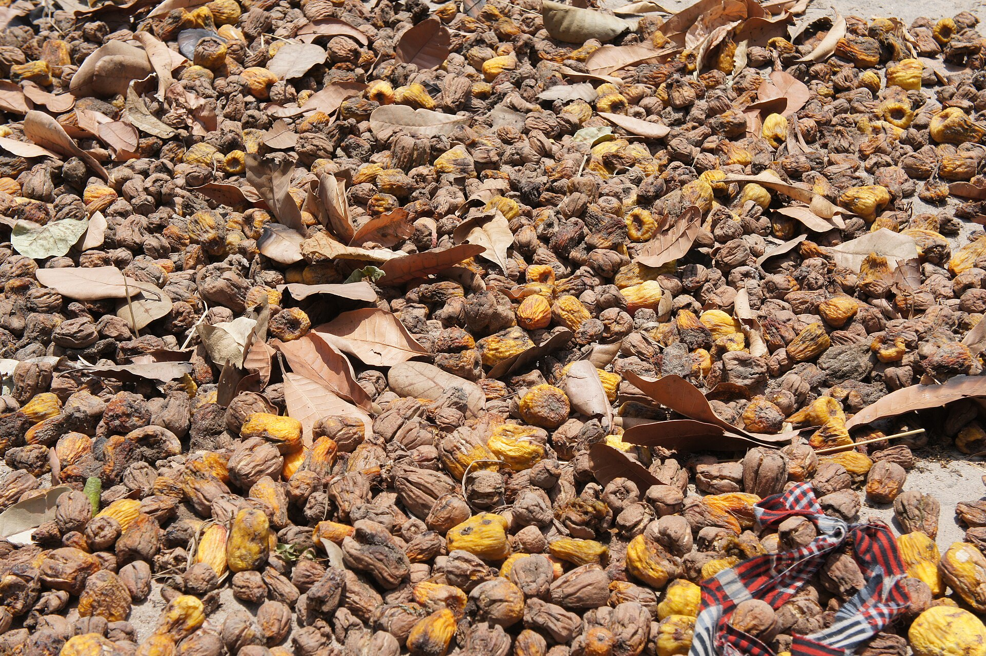 Cashew