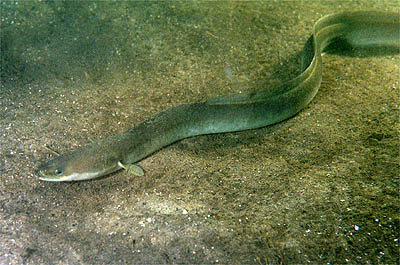 European eel Anguilla