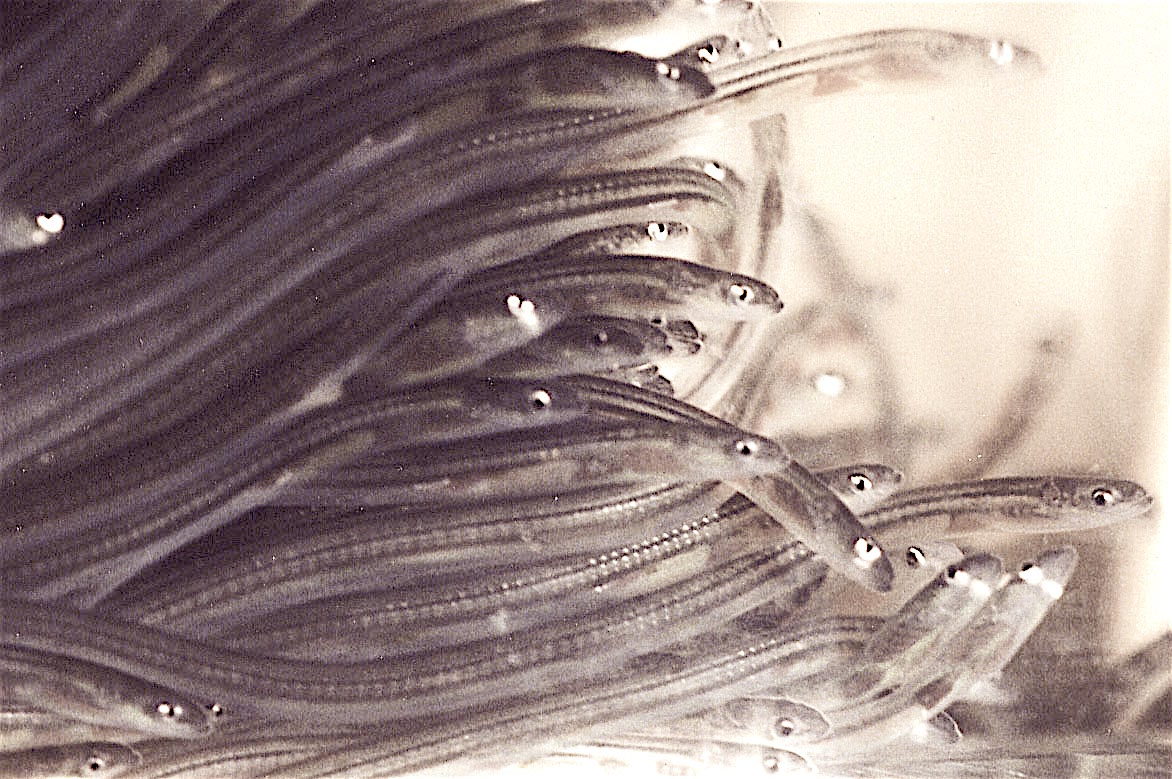 European eel Anguilla