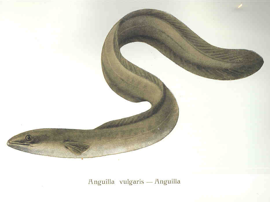 European eel Anguilla