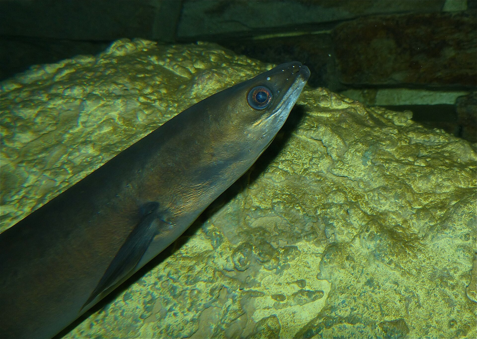 European eel Anguilla