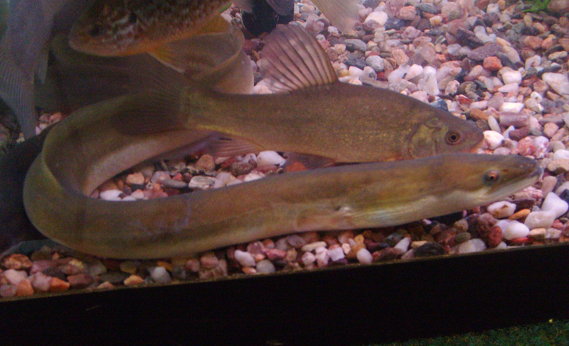 European eel Anguilla