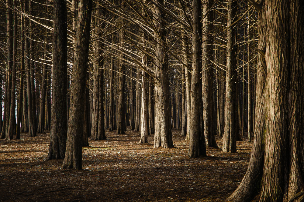 Tall tree forest