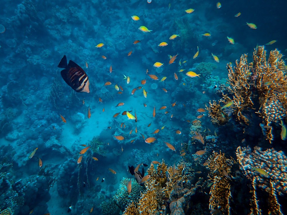 Coral Reef