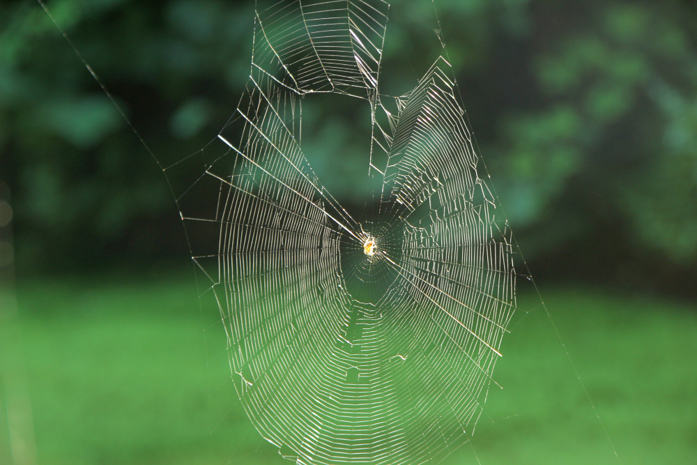 spider web silk