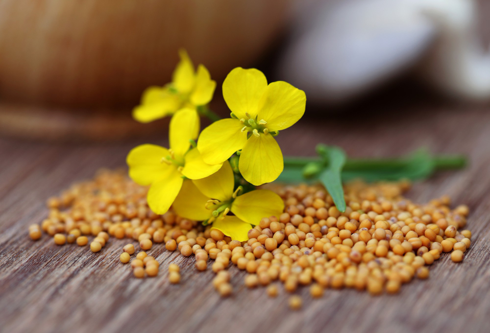 Mustard