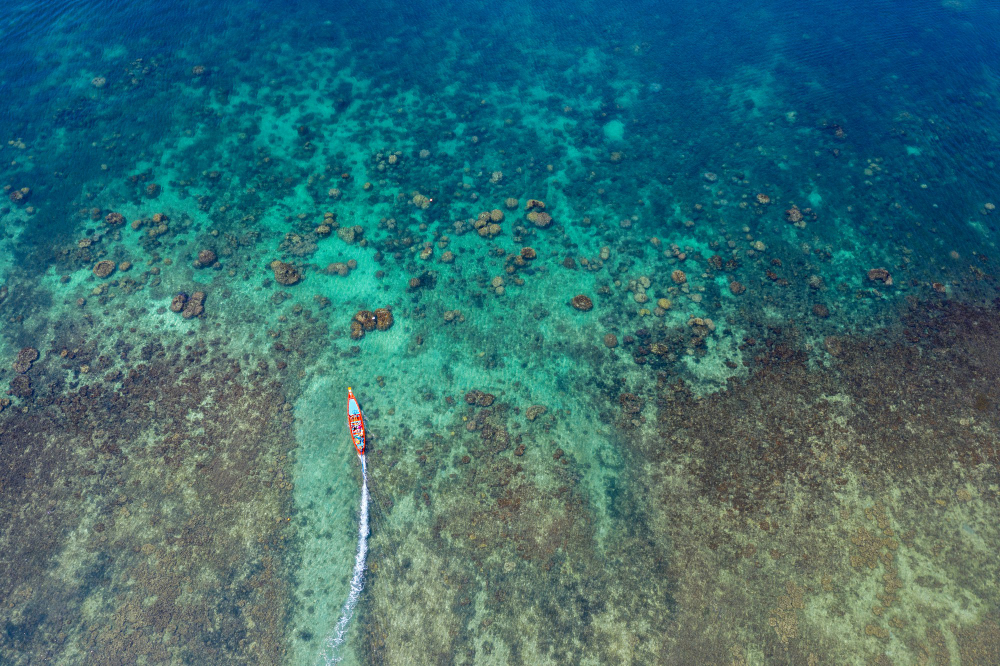 Coral Reef