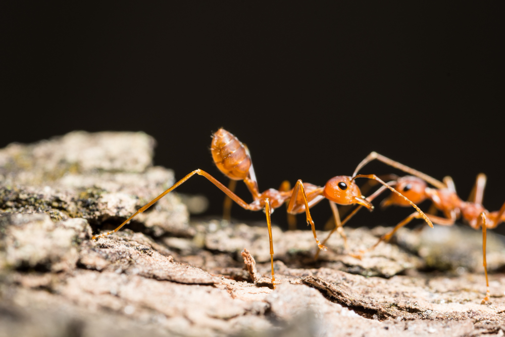 ants