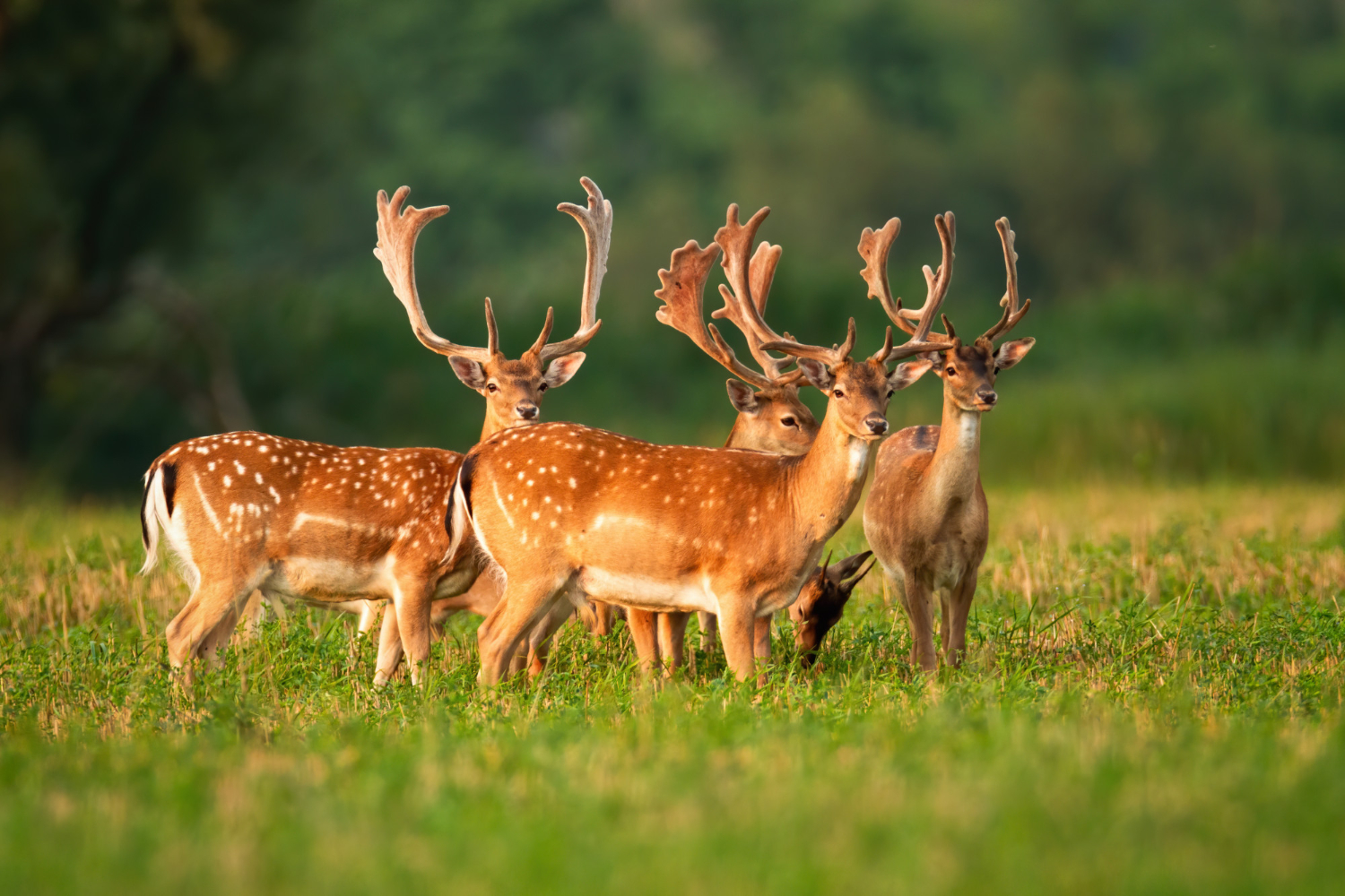 Wildlife