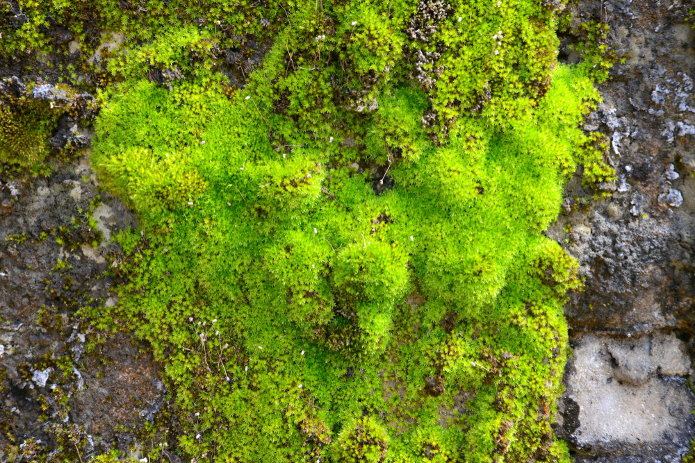 moss