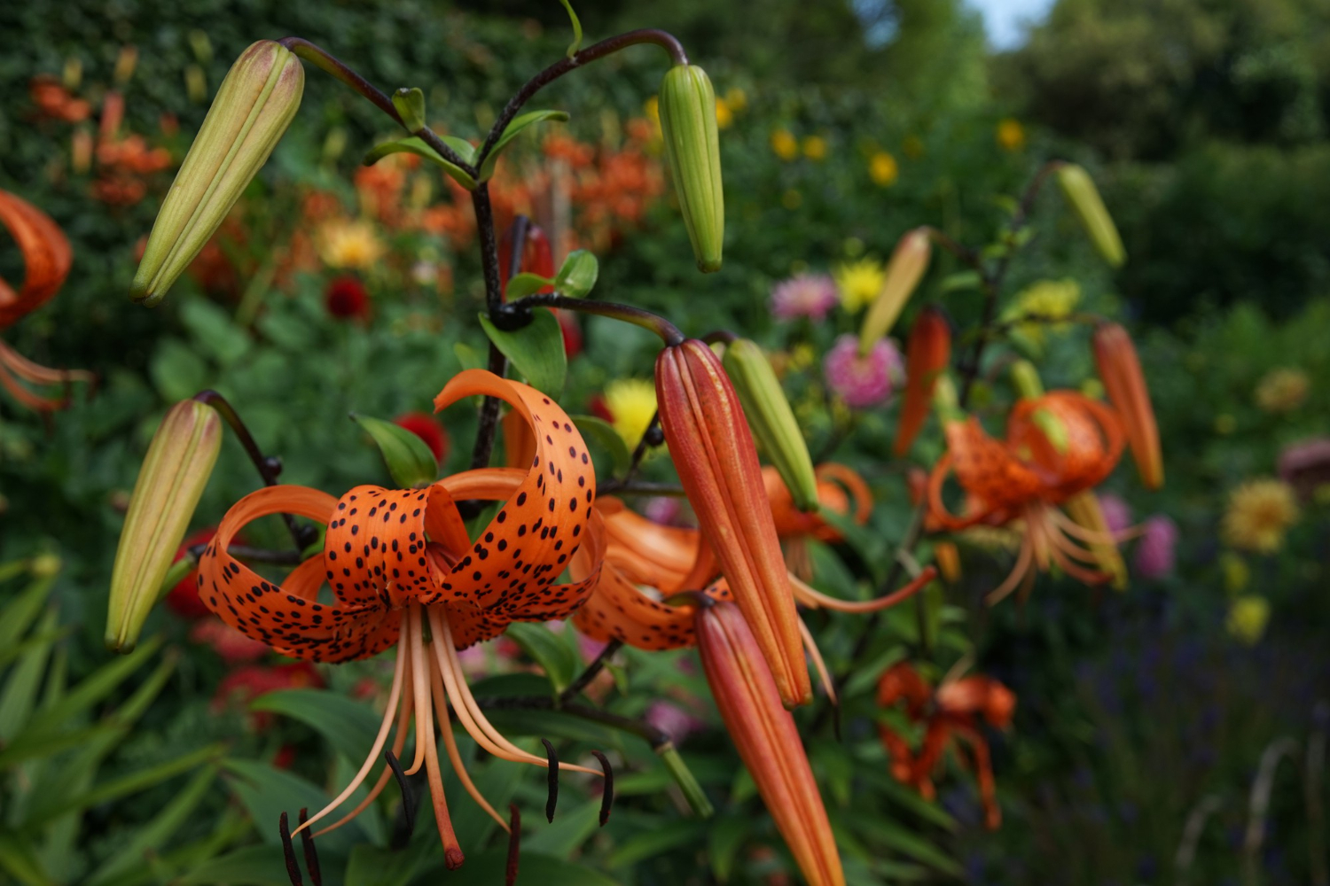 carnivorous plants