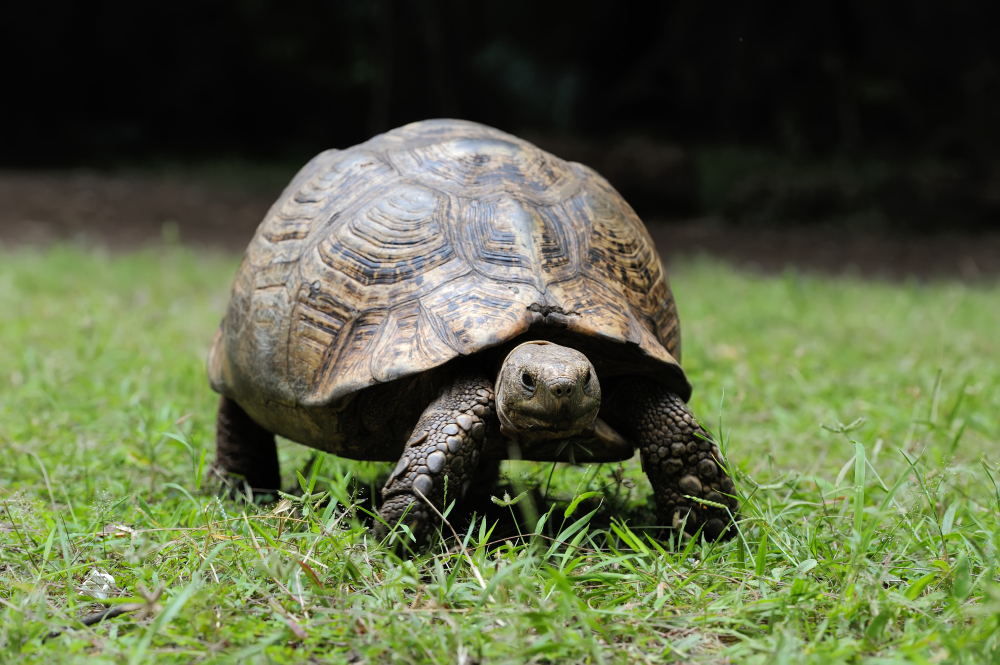 Turtle's Shell