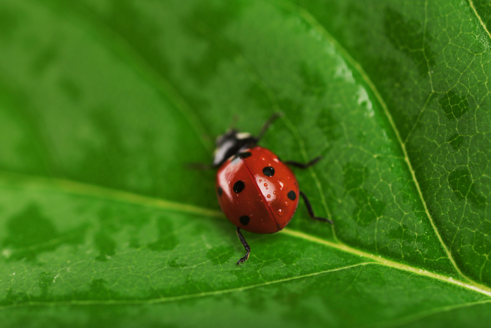 beetle