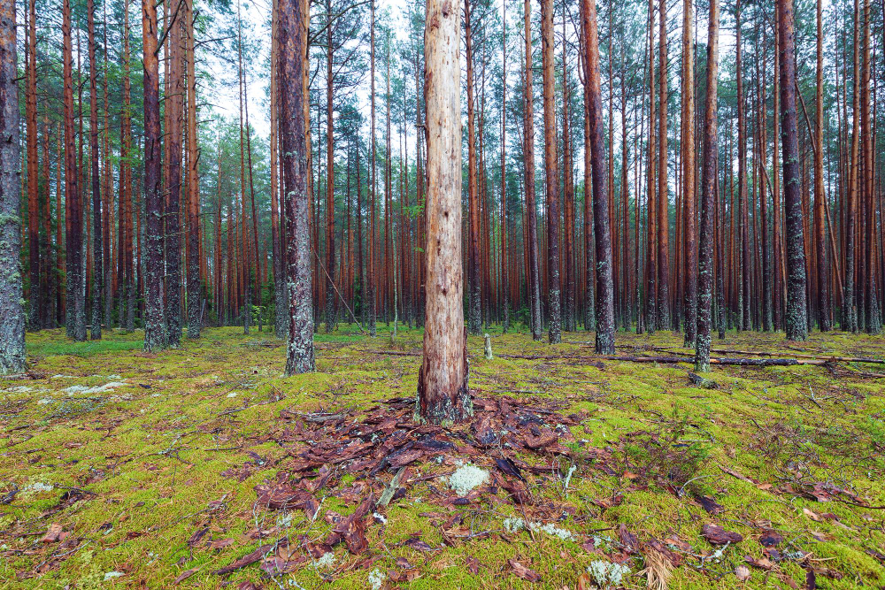 Tall tree forest