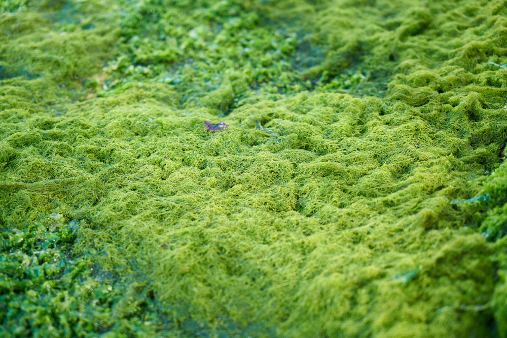 moss