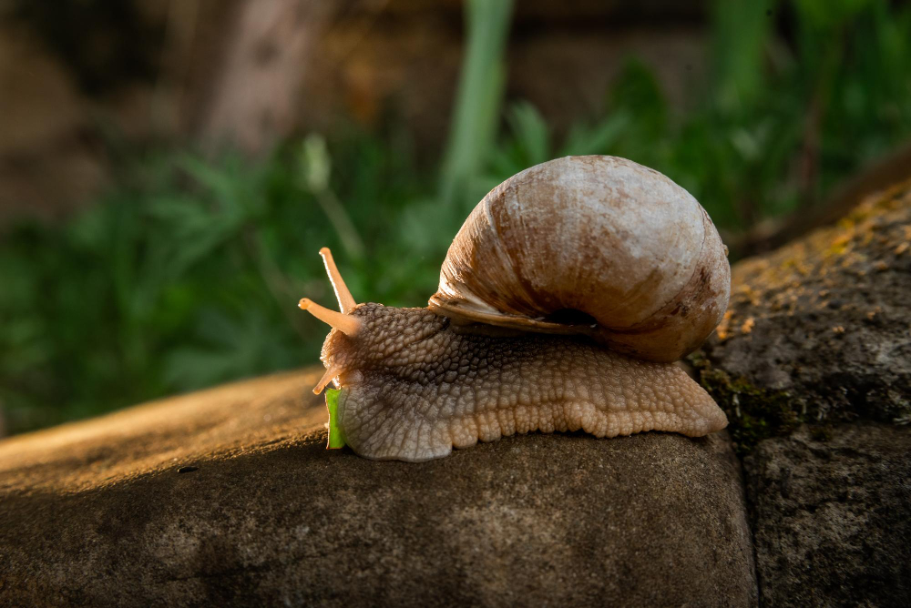 Snail