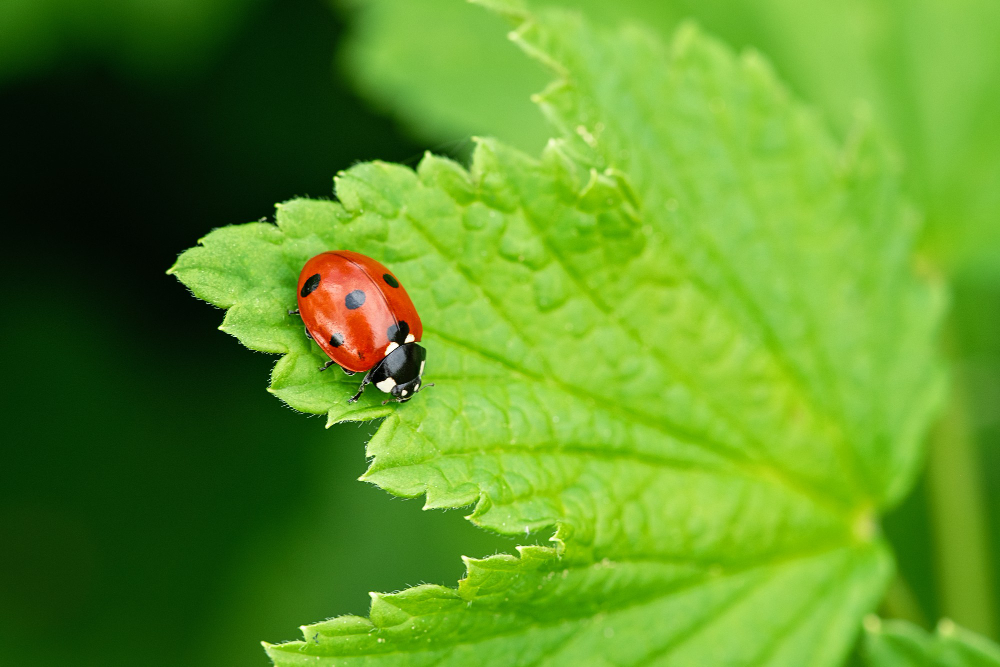 beetle