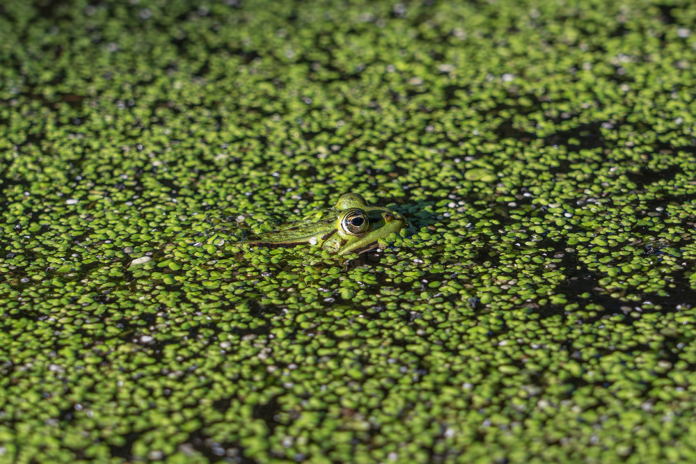tadpoles pond water