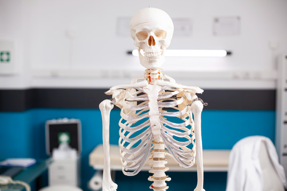 Skeleton