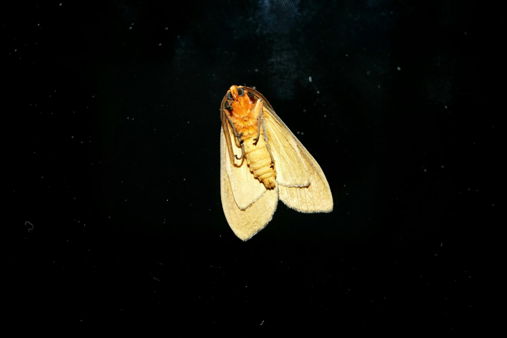 moth