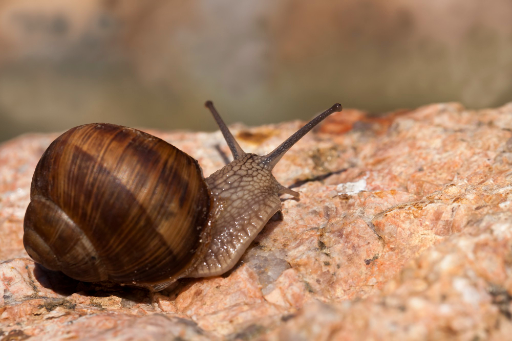 Snail