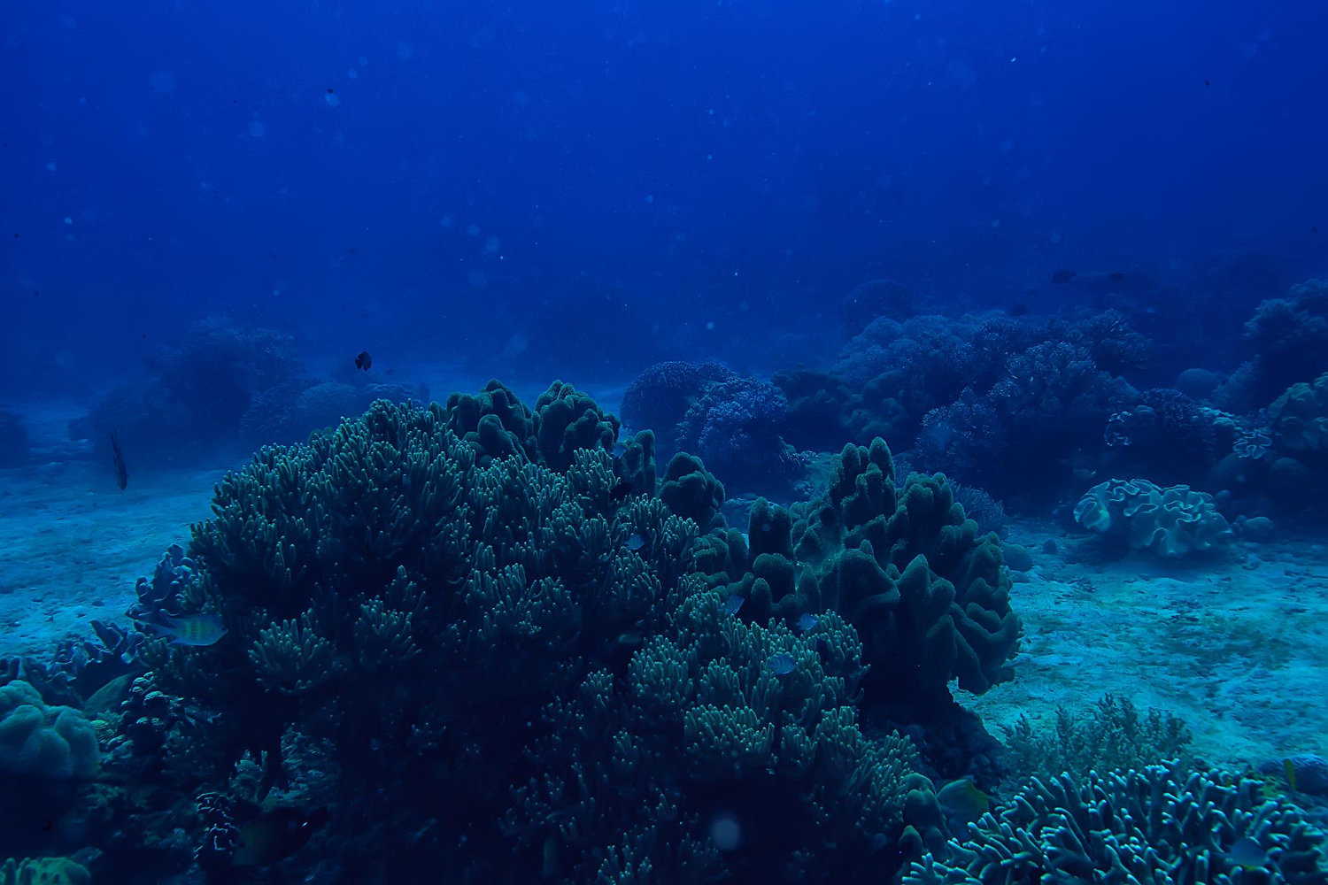 deep blue ocean