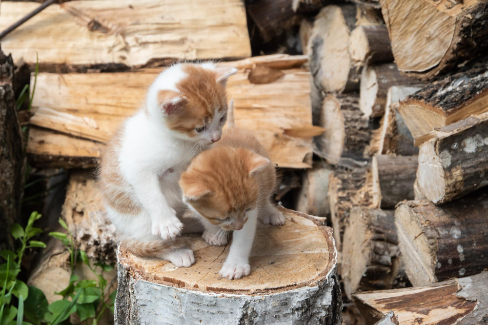 young animals playing
