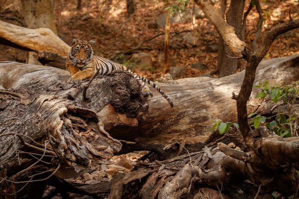 animal camouflage