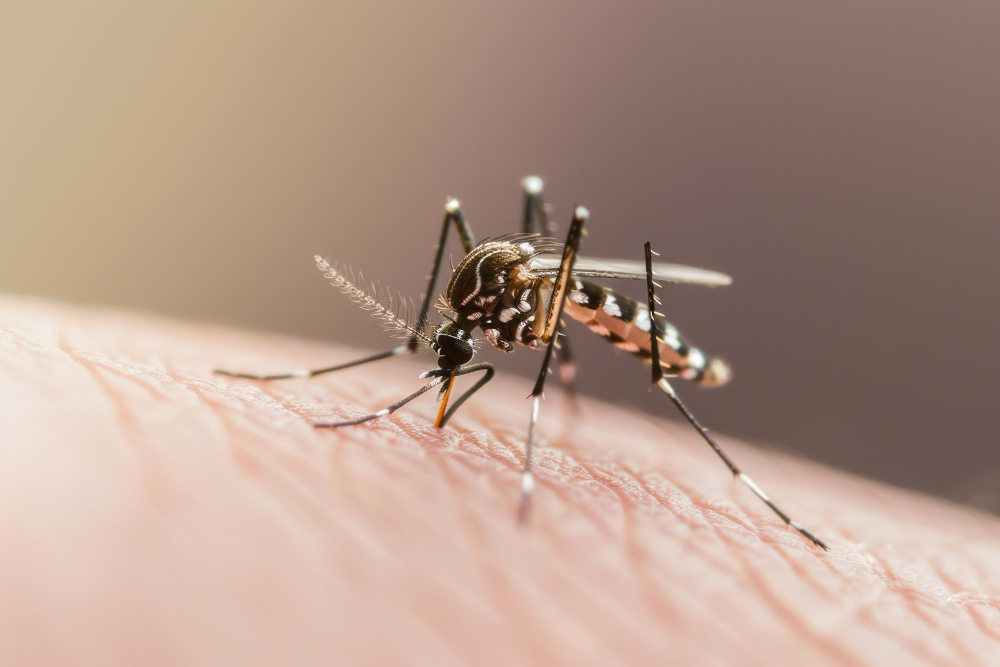 Mosquito
