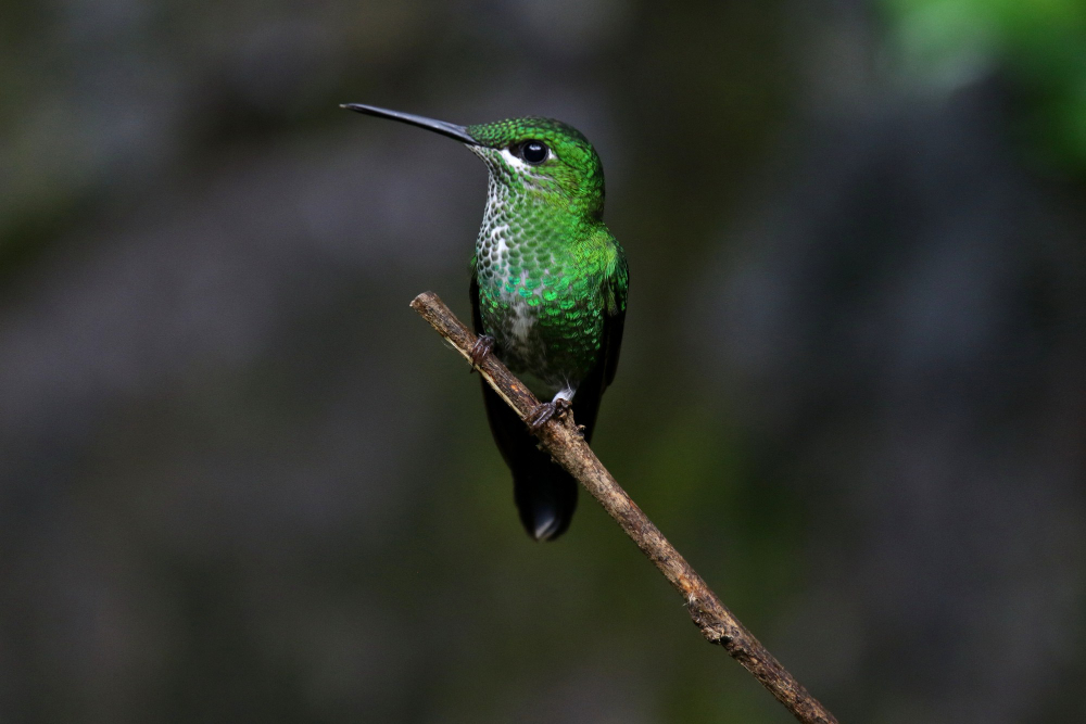 bird