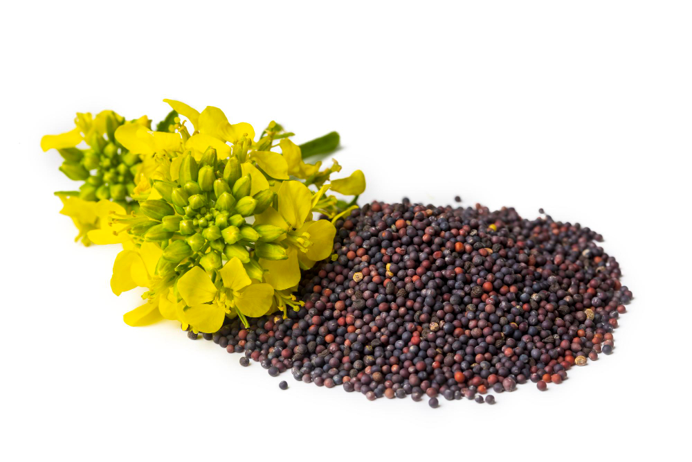 Mustard
