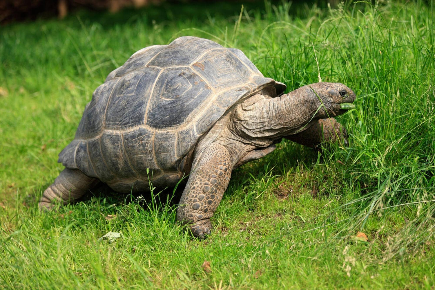 tortoise