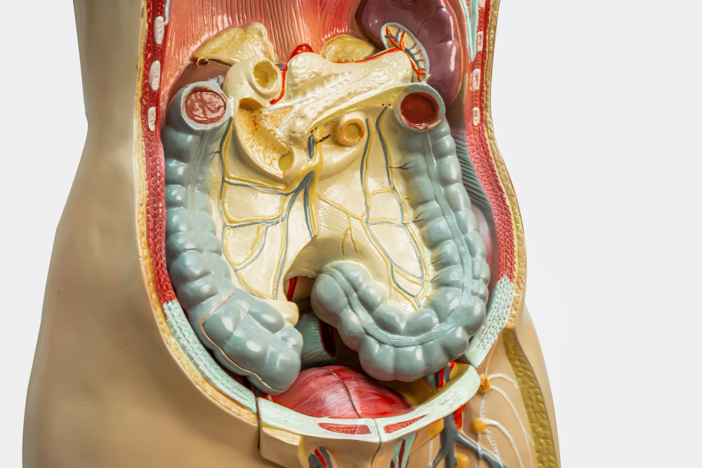 human anatomy