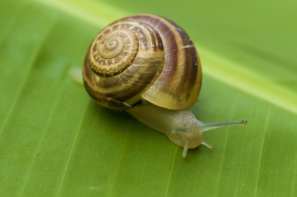 Snail