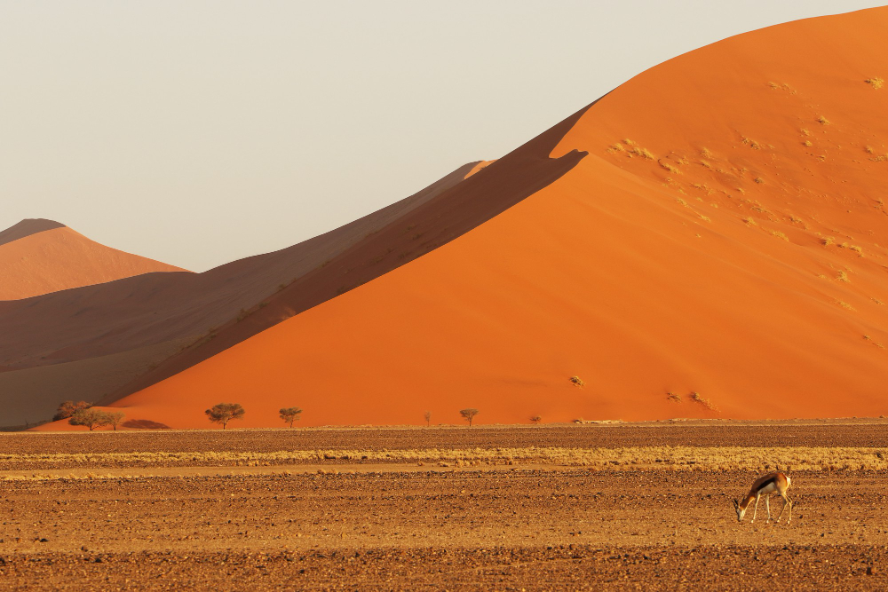 sand dunes