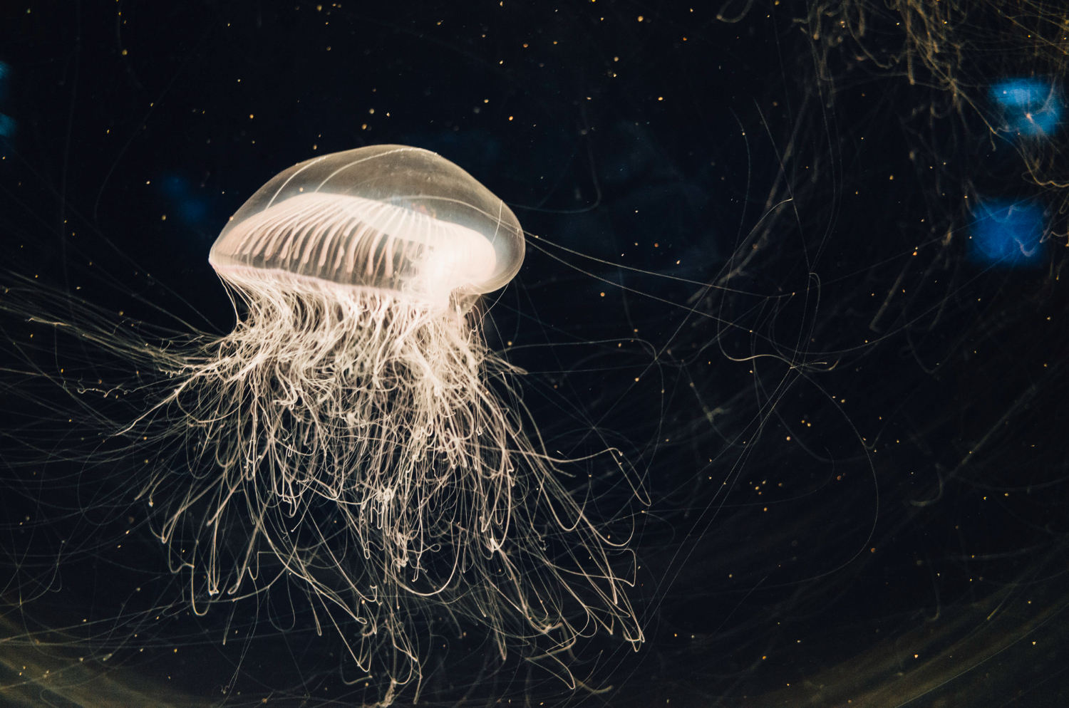 Jellyfish