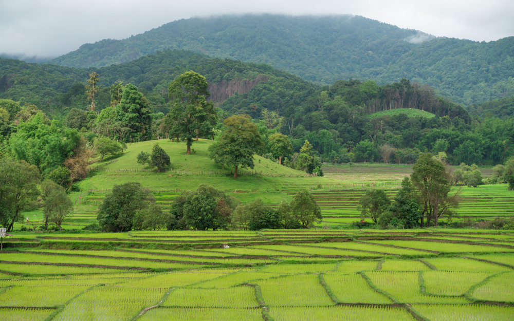 terraced hillside